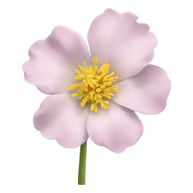 Flower ranunkel pion sticker