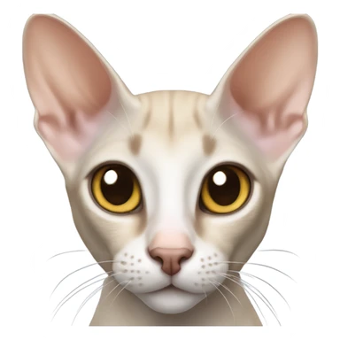 Oriental shorthair cat sticker