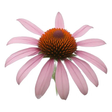 whole echinacea flower sticker