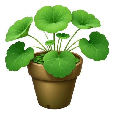centella asiatica sticker