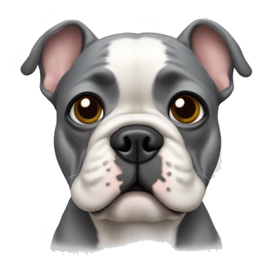 a grey french bulldog with a whit chest path sticker