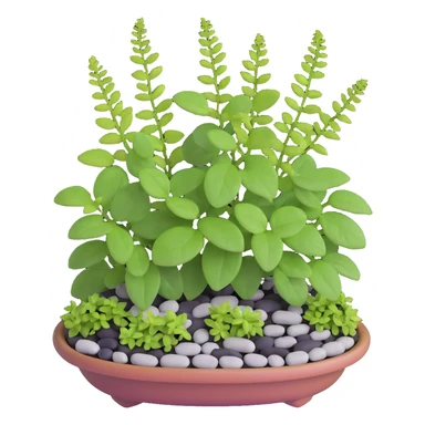 Miniature dish garden with young Plectranthus Verticillatus plants with perfectly round leaves arranged with small pebbles and moss sticker