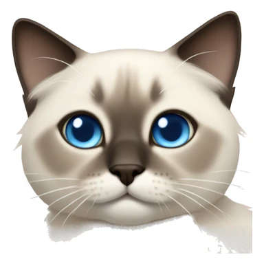 fluffy siamese cat blue eyes sticker