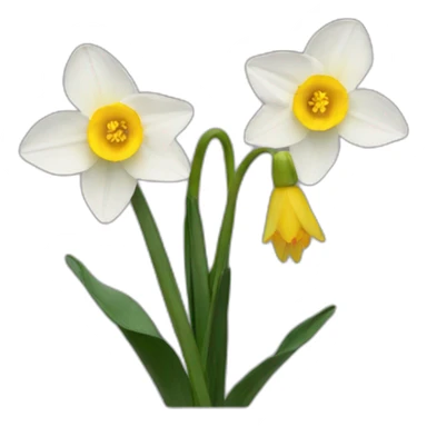 narcisos sticker