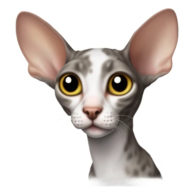 Cornish Rex sticker