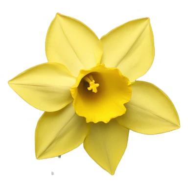 daffodil flower  sticker