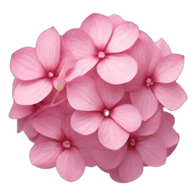 Pink hydrangea flower sticker