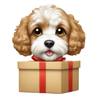 beige and white cavapoo with gift box sticker