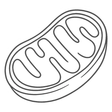 mitochondrion, mitochondrial biogenesis, step 3, pen drawing schematic style on white paper, isolated on white background sticker