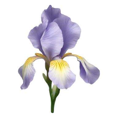pale Iris flower sticker