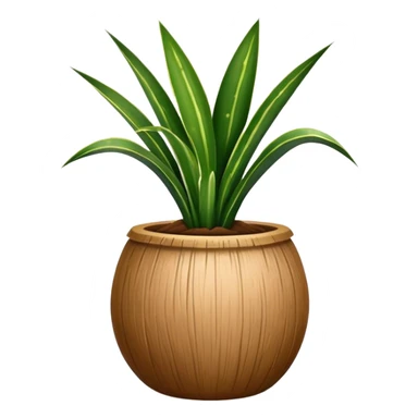 Sansevieria plant in round coconut pot sticker