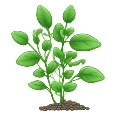 Lentils cover crop sticker