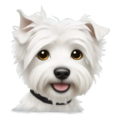 West Highland White Terrier crossed with Westiepoo with black collar sticker