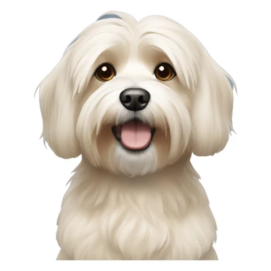 Short hair, beige Havanese dog sticker