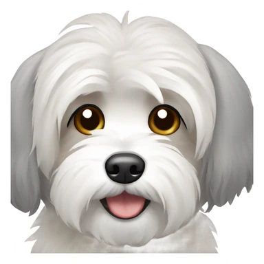 Havanese dog with grey ears and white body sticker