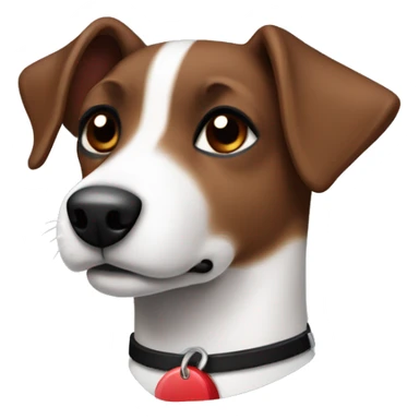 Brown and black Jack russel with no white on her and a red collar  sticker