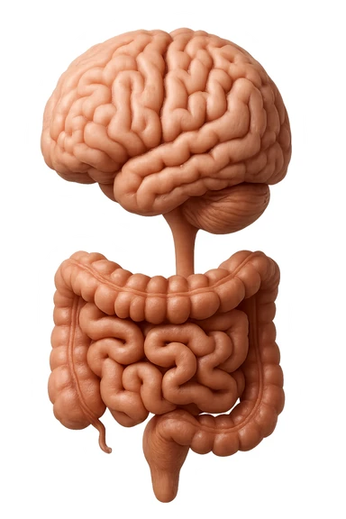 emoji stile iphone in 3d di cervello e intestino collegati verticalmente, iperrealistico 4k sticker