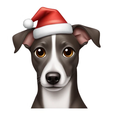 All Dark Grey brown Formosa mountain dog and Italian greyhound mix no white on the face, dark brown eyes, ears up with Santa hat sticker