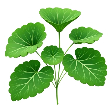 centella asiatica sticker
