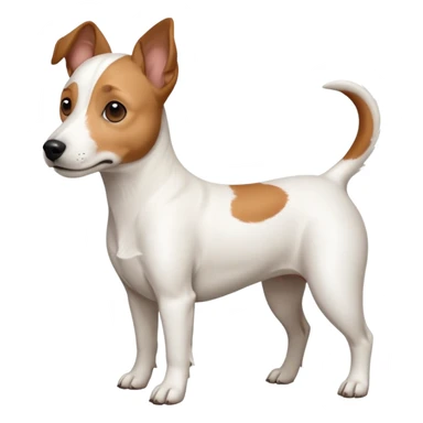 a full body white jack russel looking dog the size of a kelpie with light brown ears and a light brown patch on one eye, flopped down ears and a large snout sticker