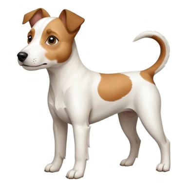 a full body large white parson russell terrier looking dog the size of a kelpie with light brown big ears and a light brown patch on one eye and a large snout sticker