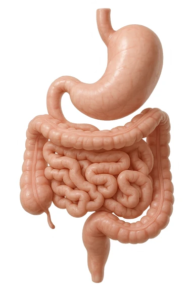 stomaco e intestino sono collegati, colore chiaro, iperrealistico 4k sticker