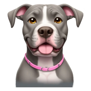 Female gray pitbull dog with floppy ears happy expression brown eyes gray face pink collar, sitting up, facing forward. sticker