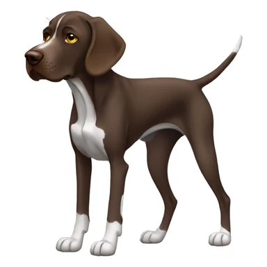 Brown German short haired pointer looking sleepy, falling asleep, laying down, facing camera  sticker