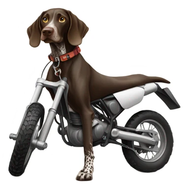 German shorthair pointer on a dirt bike sticker