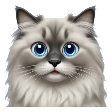 Fluffy ragdoll with fully grey face and blue eyes  sticker