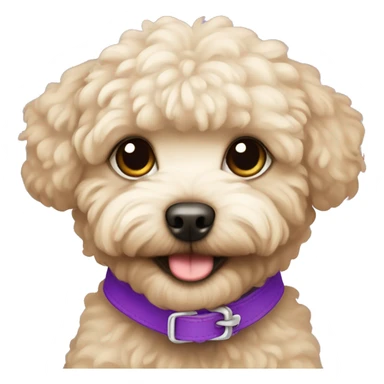 beige maltipoo with a purple collar sticker