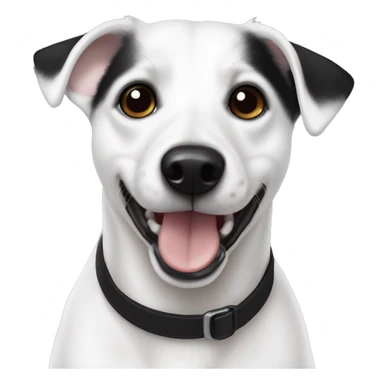 Full White jack russel black ears sticker