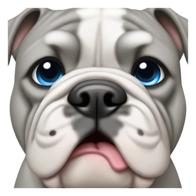grey english bulldog with blue eyes sticker