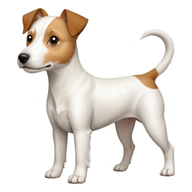 a full body white parson russell looking dog the size of a kelpie with light brown ears and a light brown patch on one eye and a large snout sticker