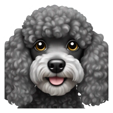 Black and grey miniature poodle sticker