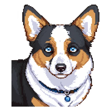 scared corgi, black fur, white underbelly, heterochromia, one brown eye, one blue eye sticker