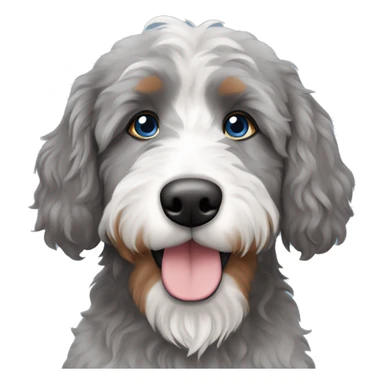  grey bernedoodle with a blue and brown eye sticker