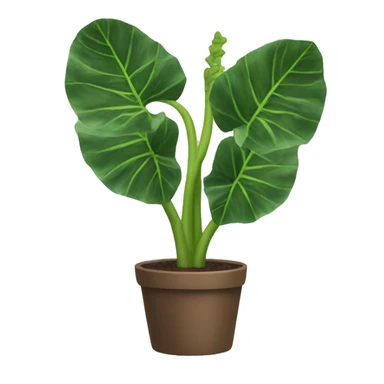Alocasia plant sticker