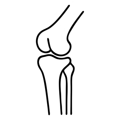 detailed medical illustration of knee bones and joint anatomy sticker