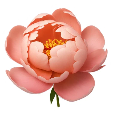 Salmon color Peony flower sticker