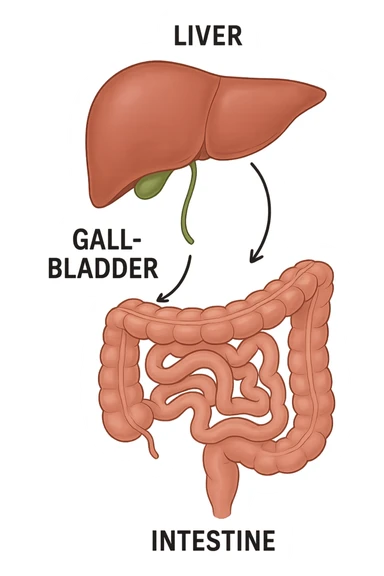 Connessione visiva, fegato , intestino e cistifellea sticker