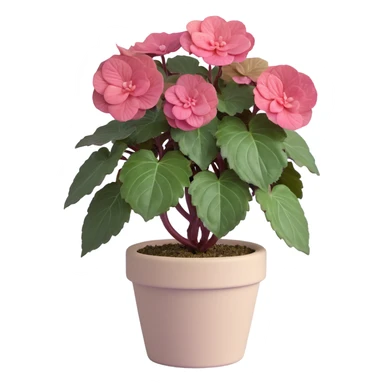 Begonia Rex foliage plant with only greenish-purple spiral patterned leaves in a beige pot, no flowers sticker