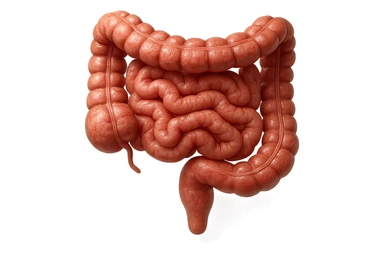 intestino umano anatomico realistico in salute, IPERREALISTICA 4K sticker