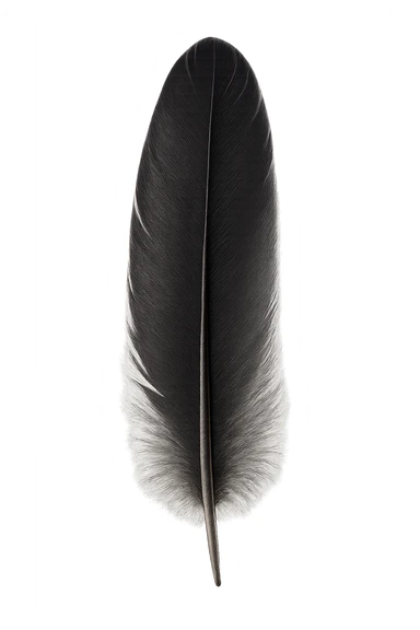 black feather sticker