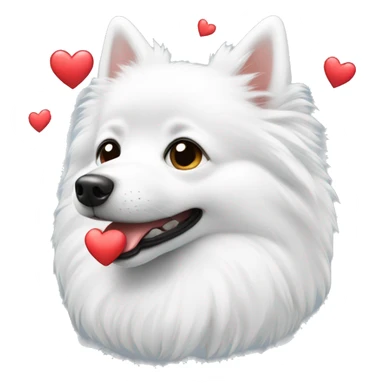 white spitz showing heart sticker