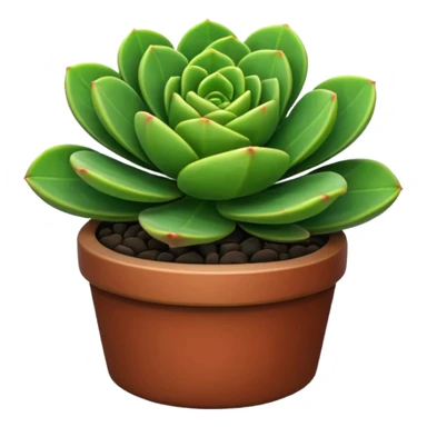 CRASSULA sticker