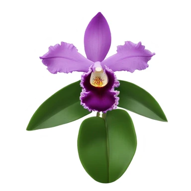Cattleya Orchid flower sticker