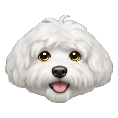 Bichón maltés sticker