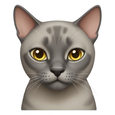 Burmese gray cat sticker