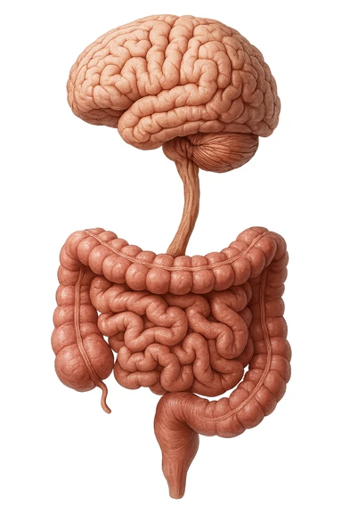 intestino e cervello sono collegati verticalmente, iperrealistico 4k sticker